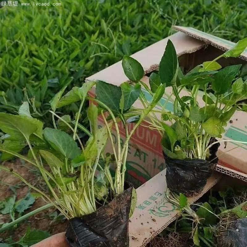 紫花地丁盆栽 紫花地丁盆栽