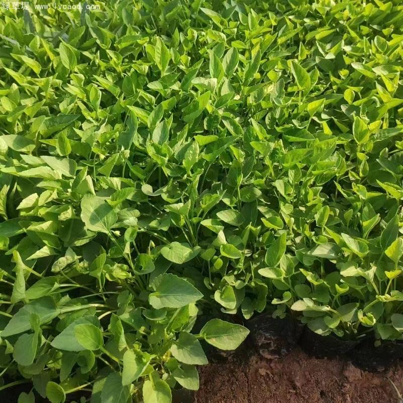 紫花地丁盆栽 紫花地丁盆栽