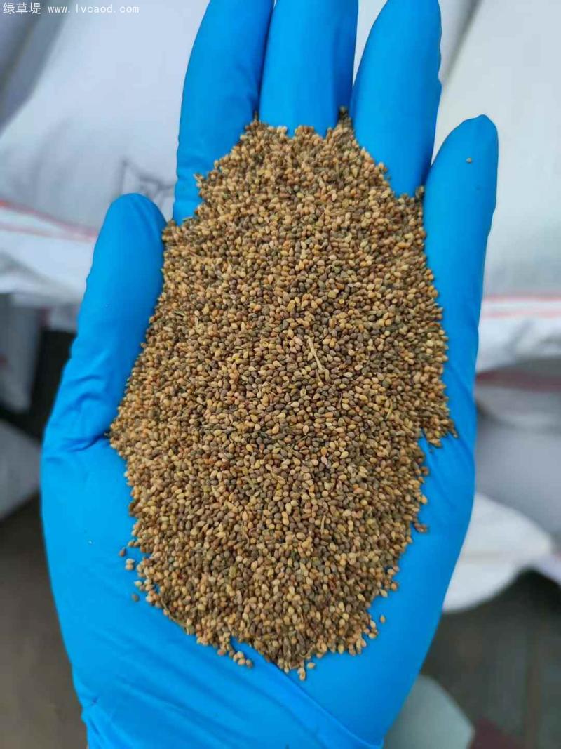 紫花地丁種子 紫花地丁種子