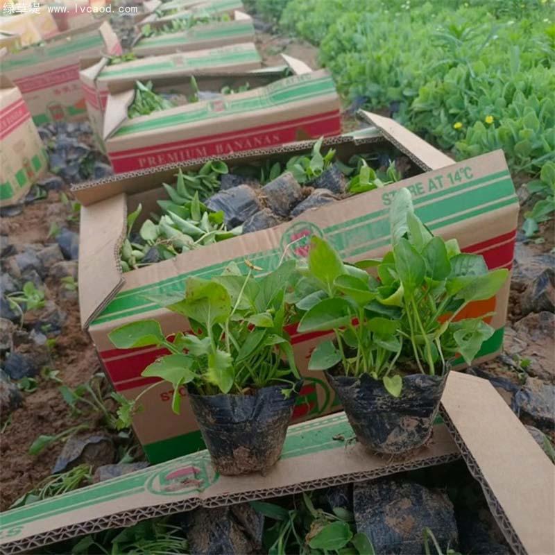 紫花地丁盆栽 紫花地丁盆栽