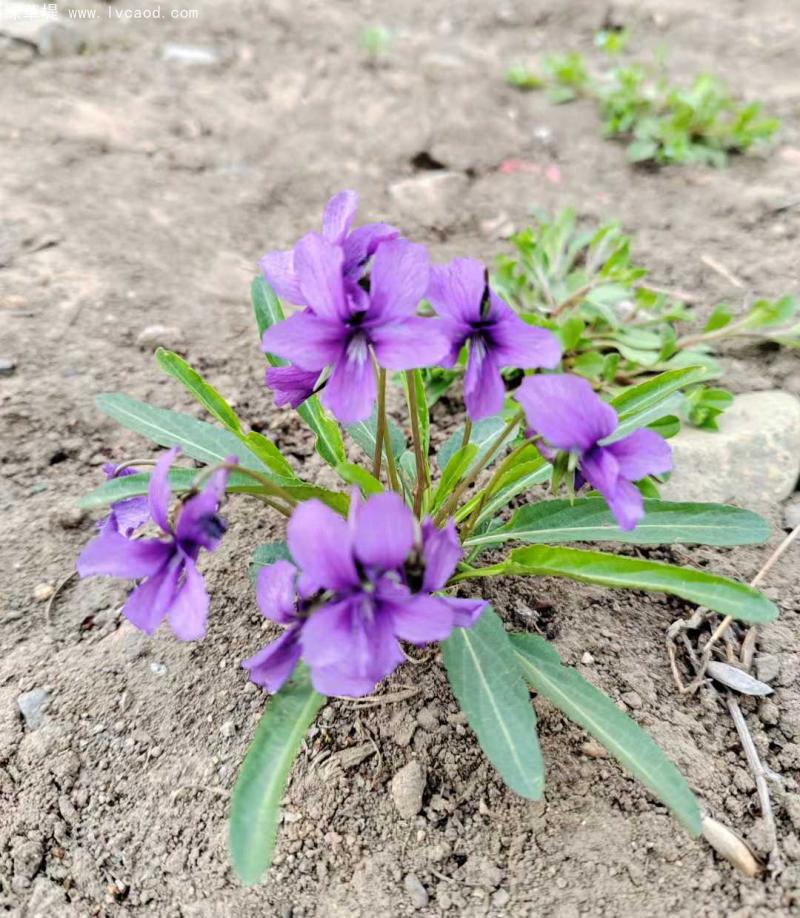 紫花地丁花朵 紫花地丁花朵