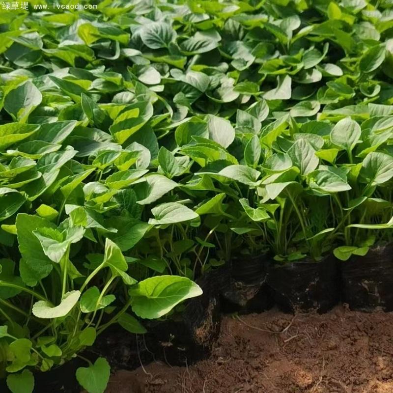 紫花地丁盆栽 紫花地丁盆栽