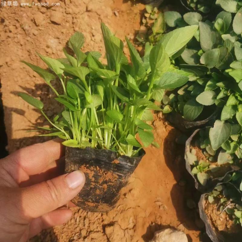 紫花地丁盆栽 紫花地丁盆栽