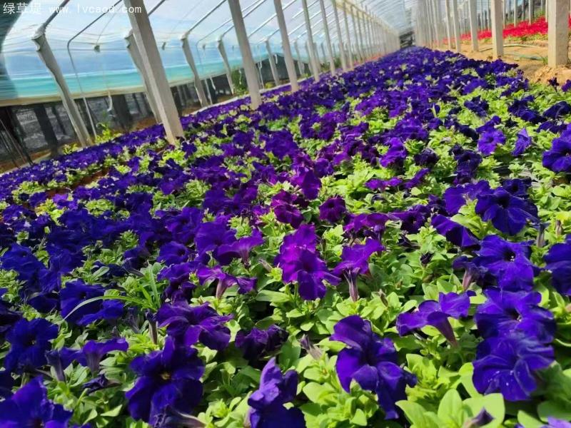 牽?；ㄅ柙?/></p><p style=