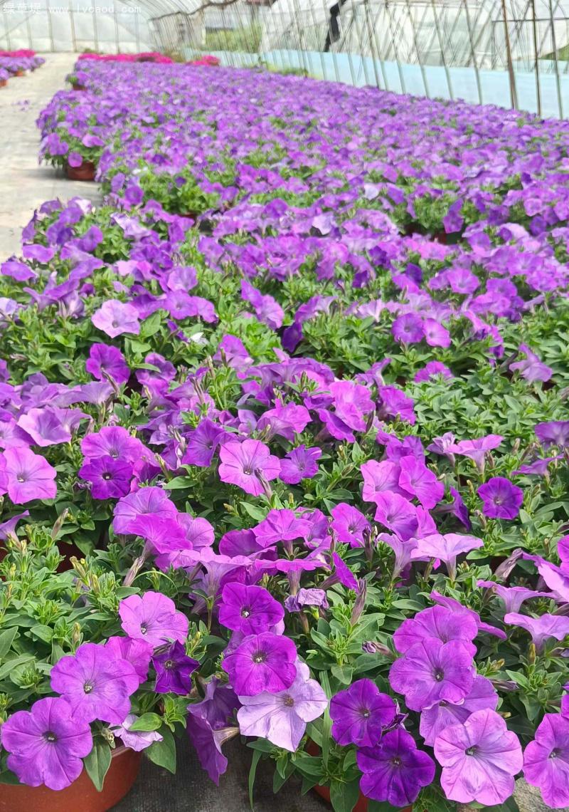 牽?；ㄅ柙?/></p><p style=