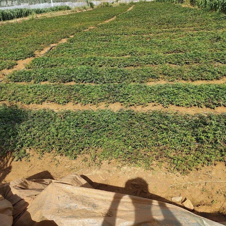 香椿種子出芽以后 香椿種子出芽以后