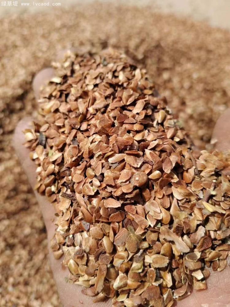 香椿種子 香椿種子