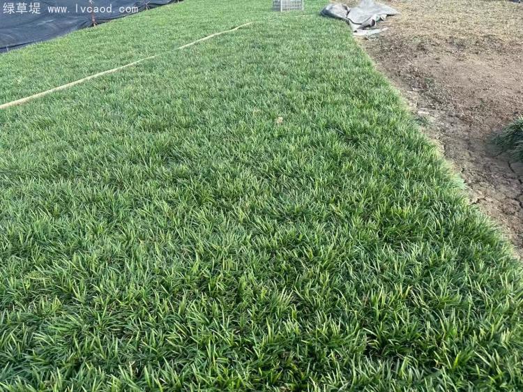 日本矮麥冬玉龍草 日本矮麥冬玉龍草