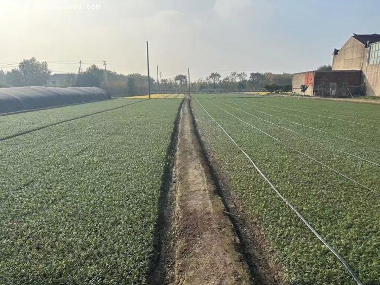 日本矮麥冬玉龍草 日本矮麥冬玉龍草