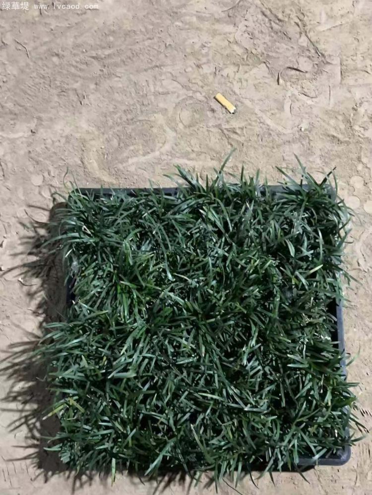 日本矮麥冬托盤苗 日本矮麥冬托盤苗