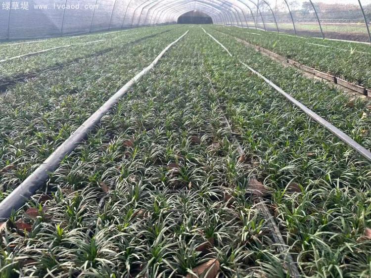 日本矮麥冬托盤苗 日本矮麥冬托盤苗