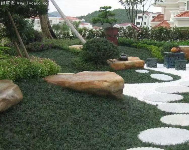 日本矮麥冬托盤苗綠化效果 日本矮麥冬托盤苗綠化效果