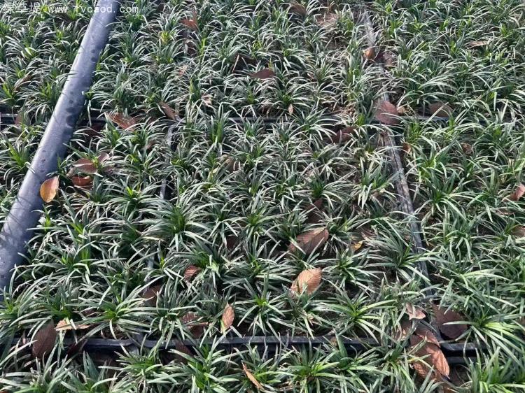 日本矮麥冬托盤苗 日本矮麥冬托盤苗