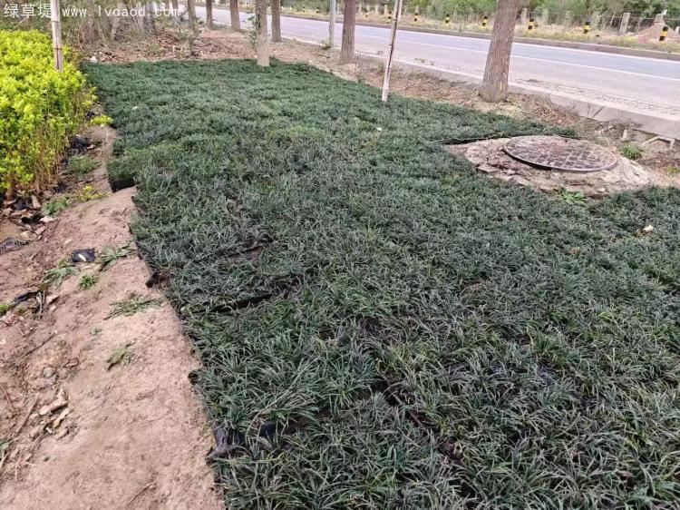 日本矮麥冬托盤苗綠化效果 日本矮麥冬托盤苗綠化效果