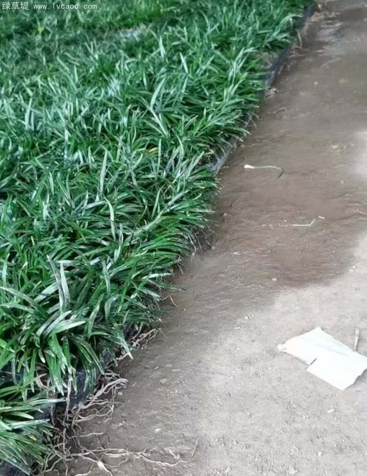 日本矮麥冬托盤苗 日本矮麥冬托盤苗