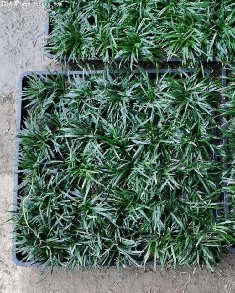 日本矮麥冬托盤苗 日本矮麥冬托盤苗