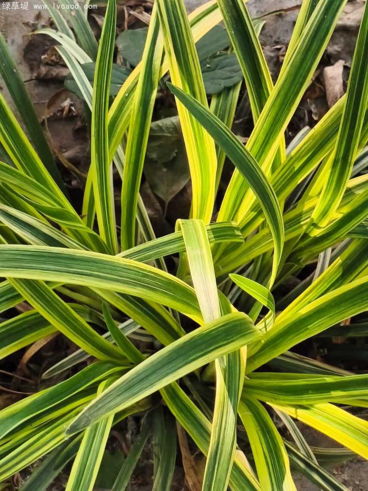 金邊金葉麥冬 金邊金葉麥冬