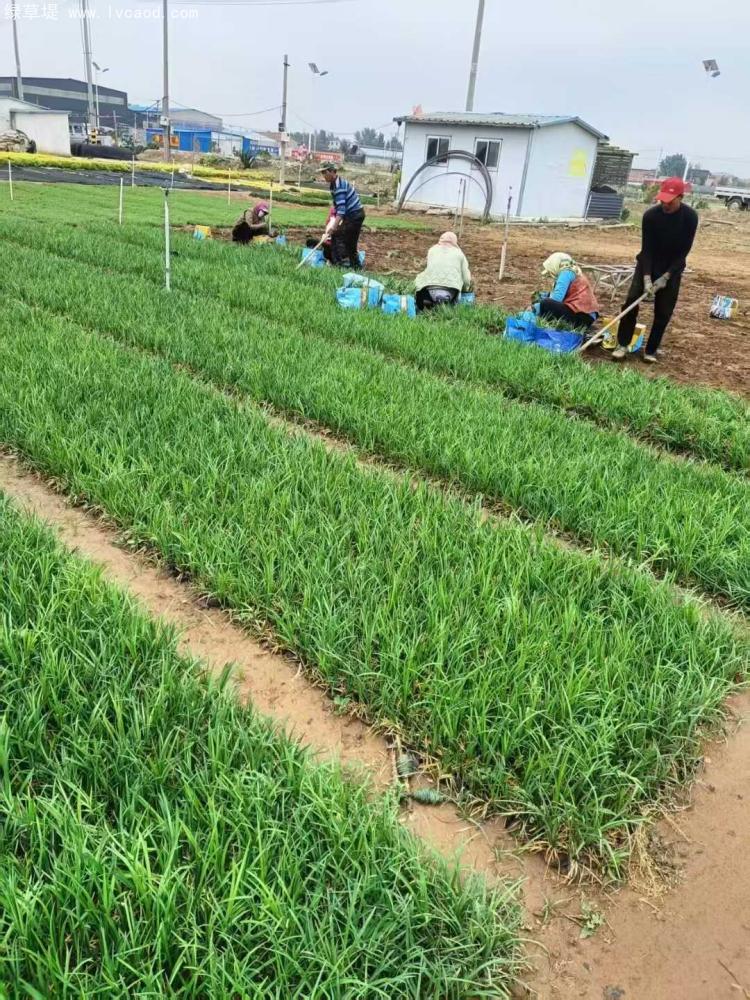 細葉麥冬草 細葉麥冬草