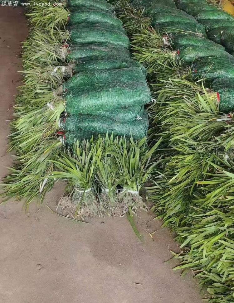 寬葉闊葉麥冬 寬葉闊葉麥冬