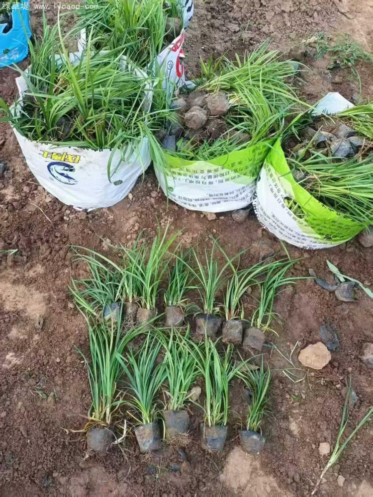 細葉麥冬草 細葉麥冬草