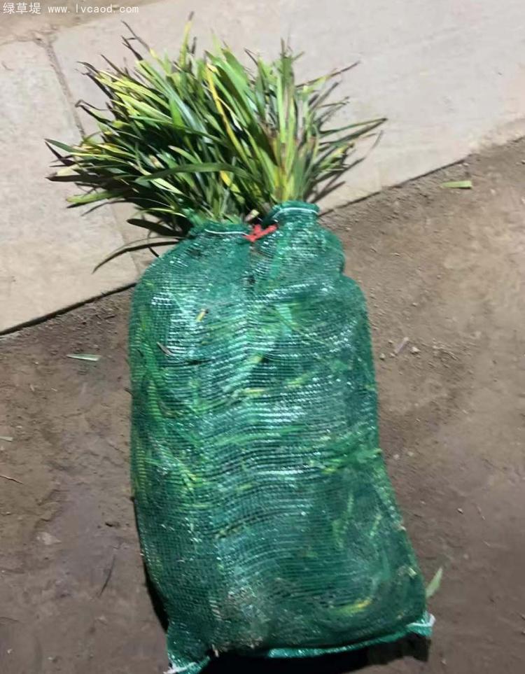 寬葉闊葉麥冬 寬葉闊葉麥冬