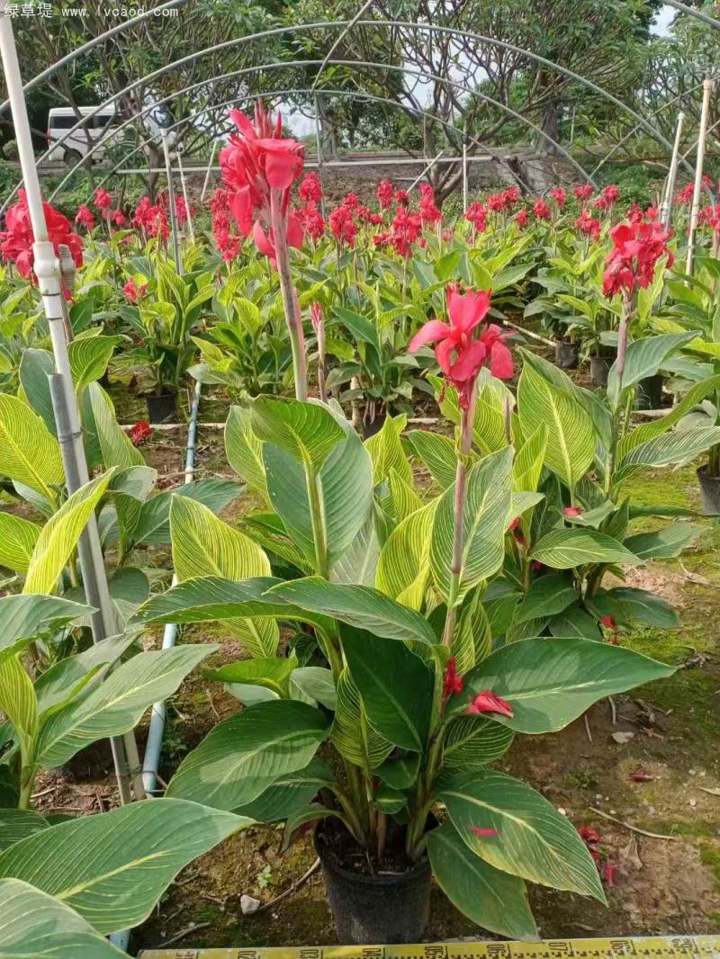 花葉美人蕉盆栽