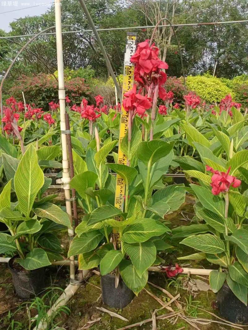 花葉美人蕉盆栽