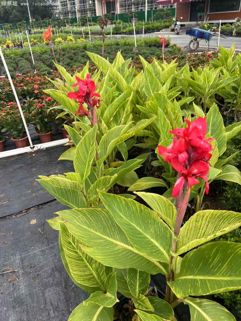 花葉美人蕉盆栽