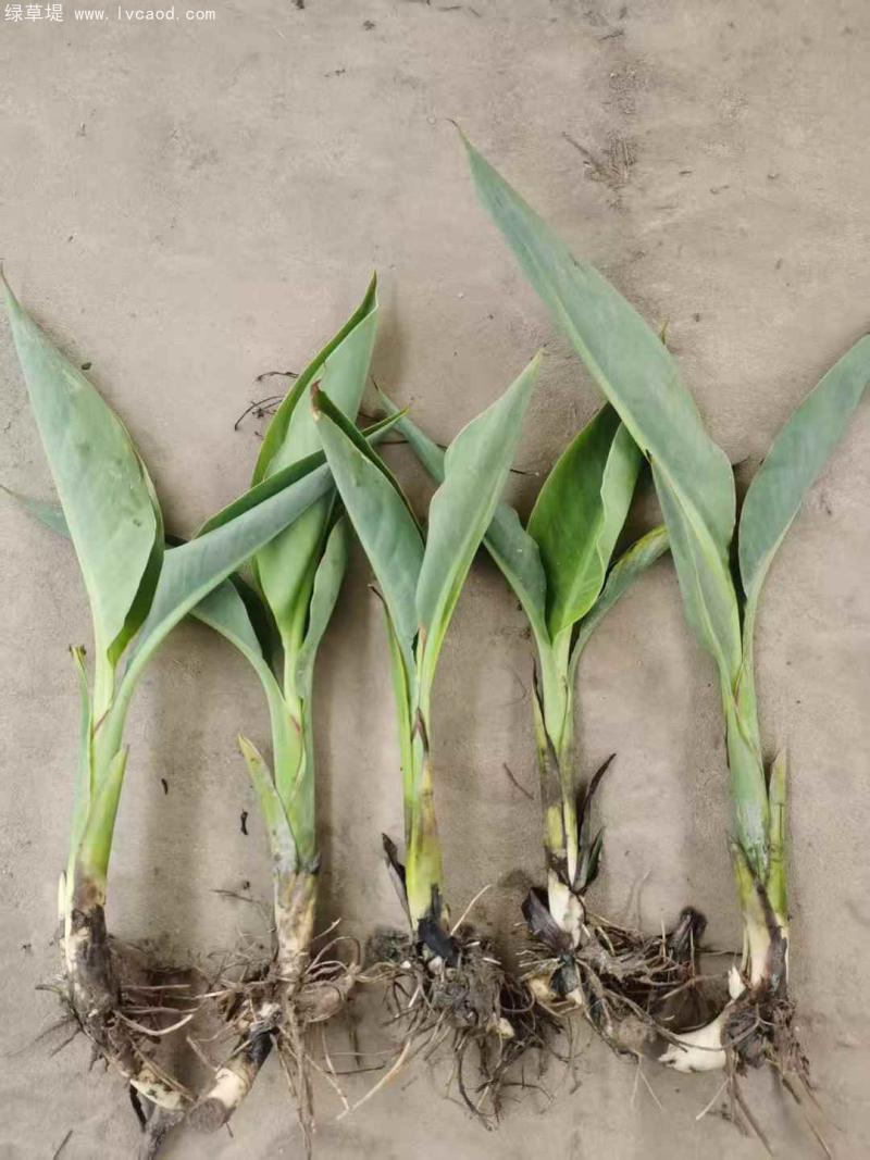 美人蕉裸根苗地苗