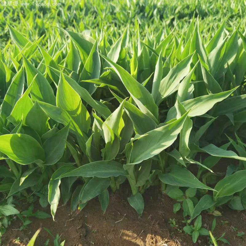 美人蕉裸根苗地苗