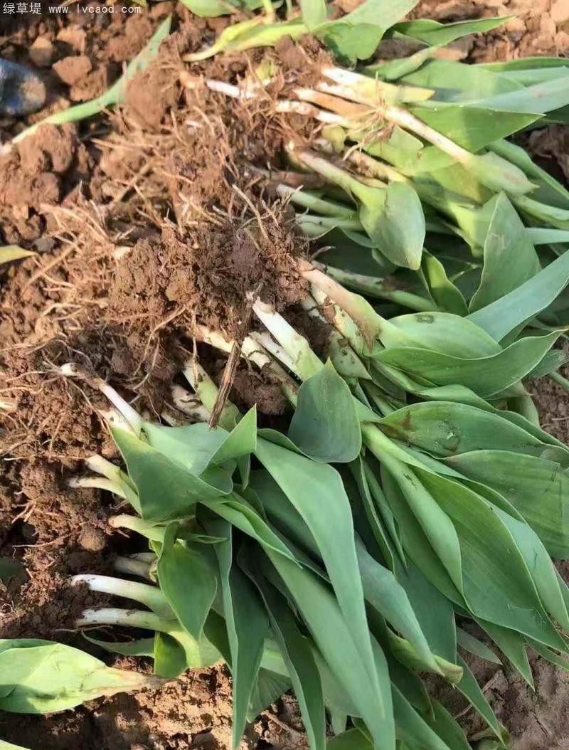 美人蕉裸根苗地苗