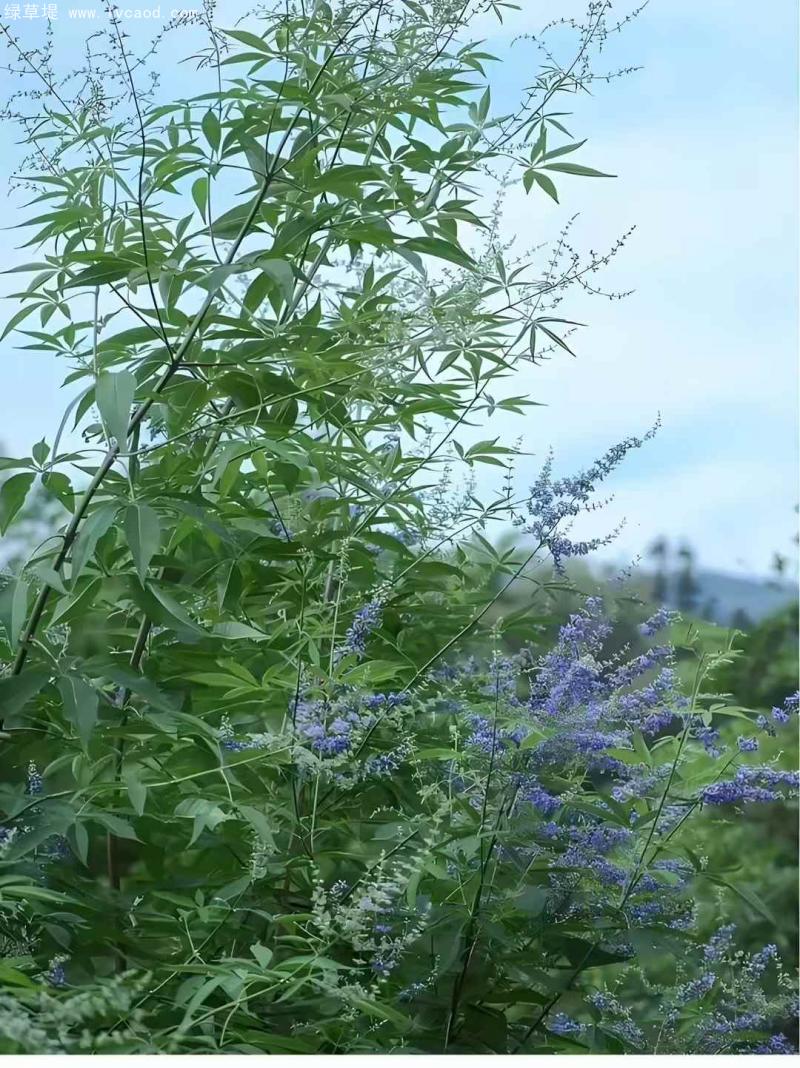 荊條葉子花朵 荊條葉子花朵