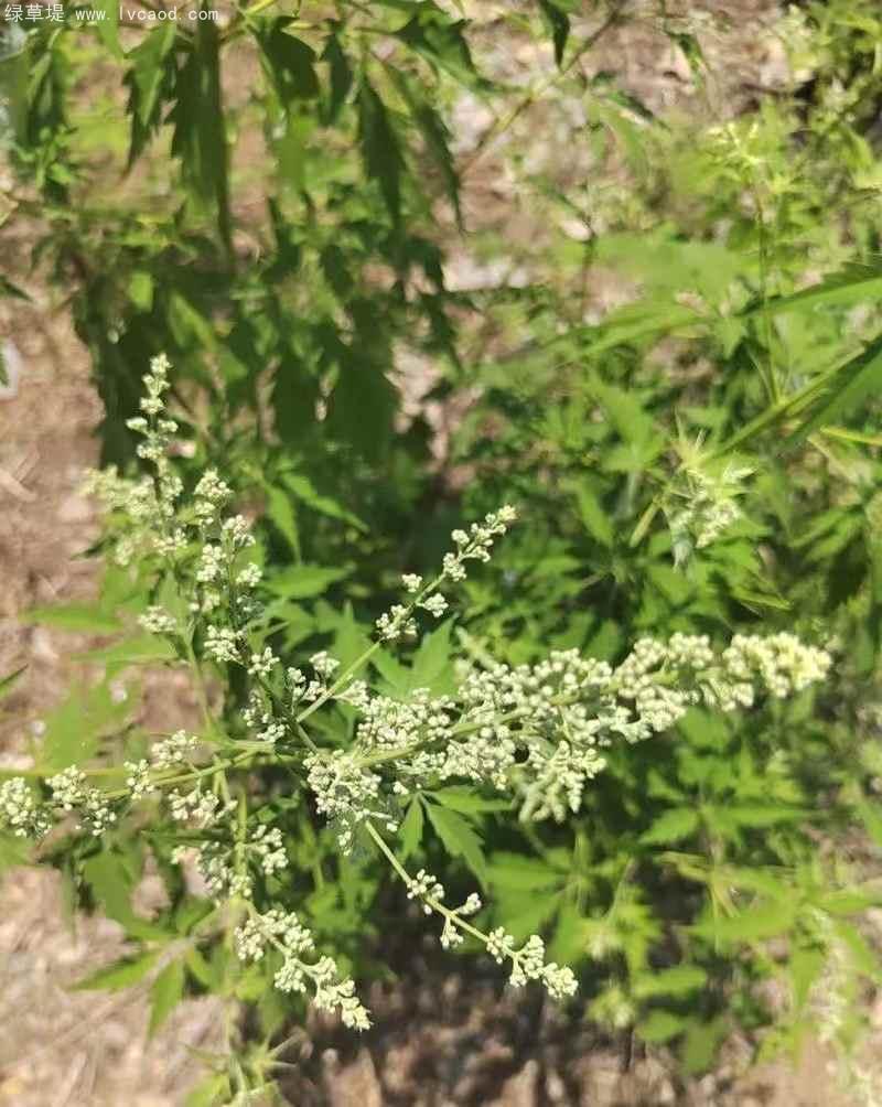 荊條葉子花朵 荊條葉子花朵