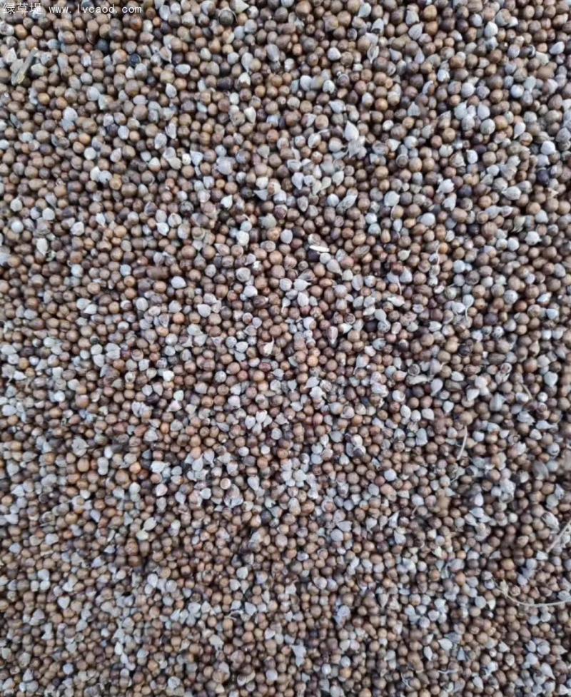 荊條種子 荊條種子