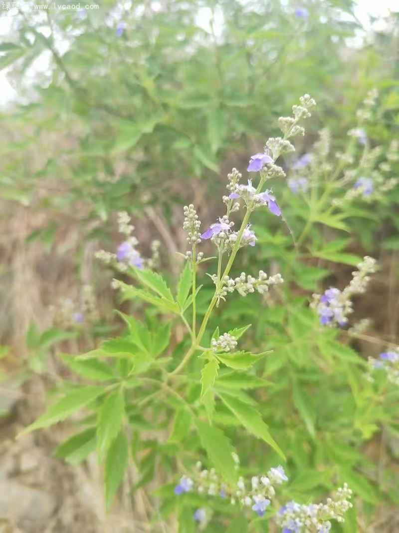 荊條葉子花朵 荊條葉子花朵