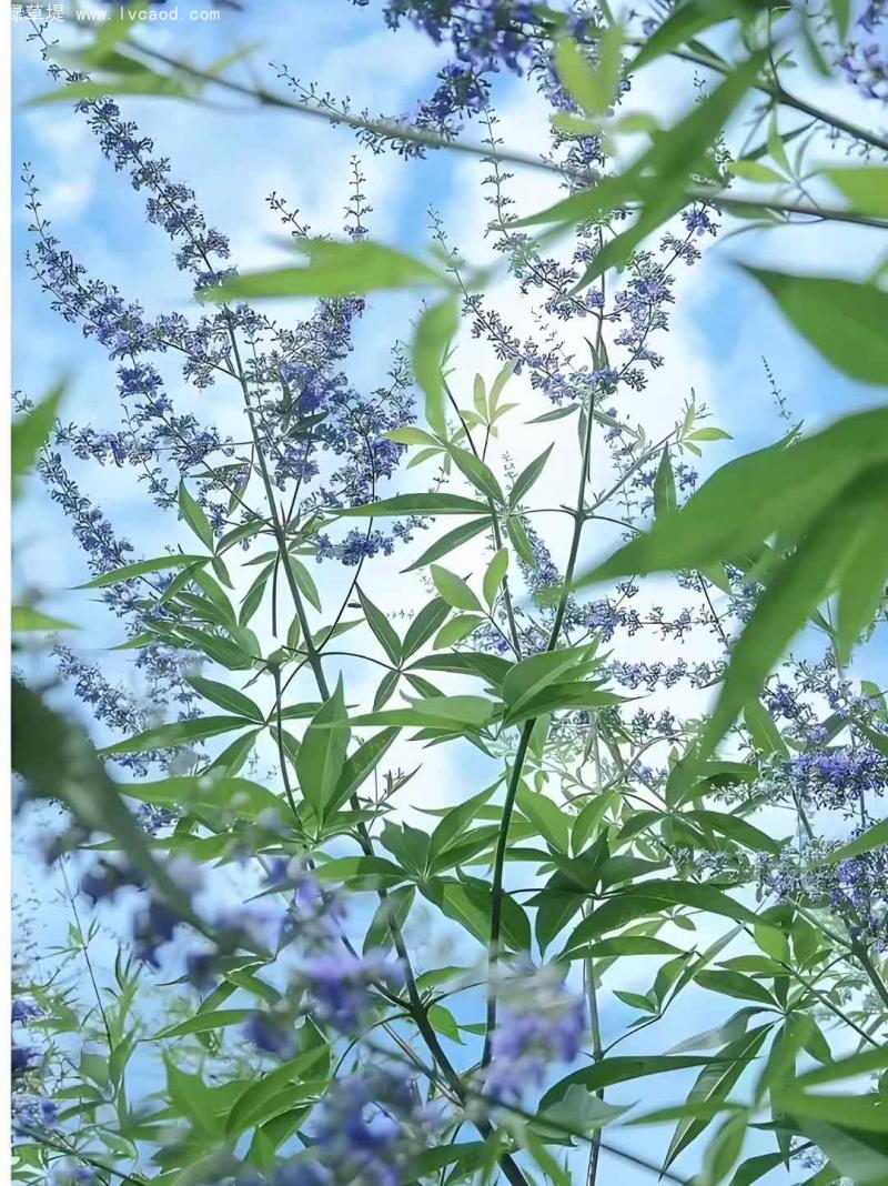 荊條葉子花朵 荊條葉子花朵