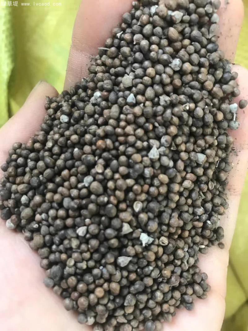 荊條種子 荊條種子