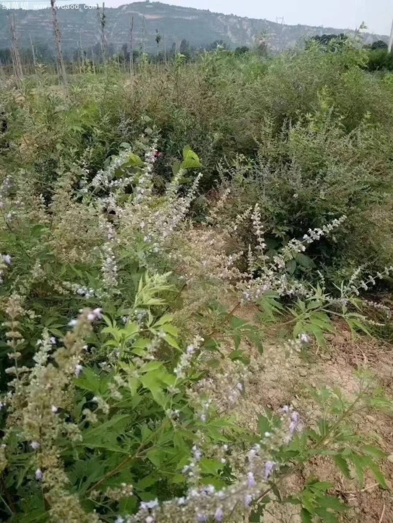 荊條葉子花朵 荊條葉子花朵