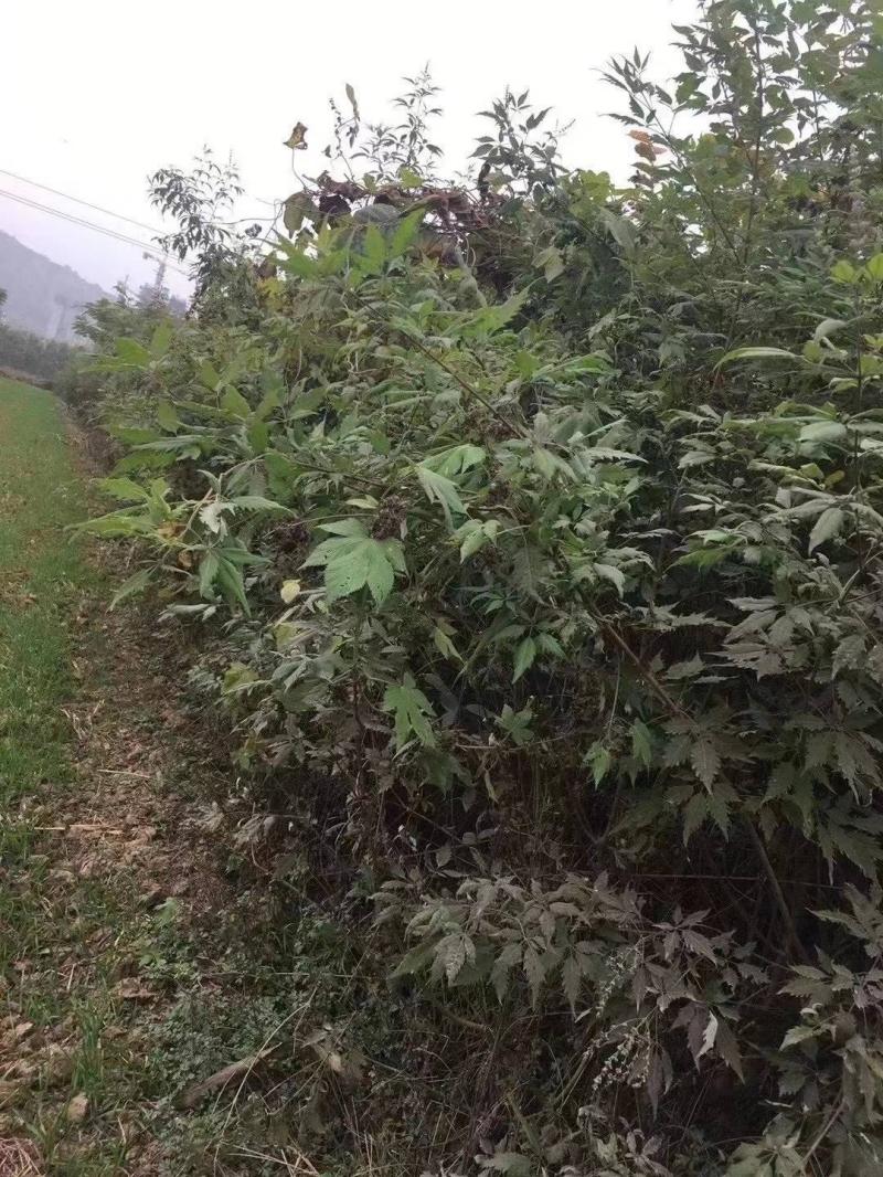 荊條花朵 荊條花朵