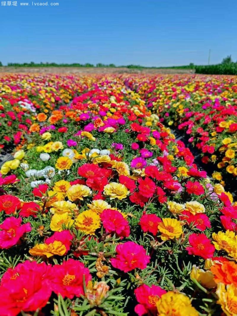 太陽(yáng)花 太陽(yáng)花