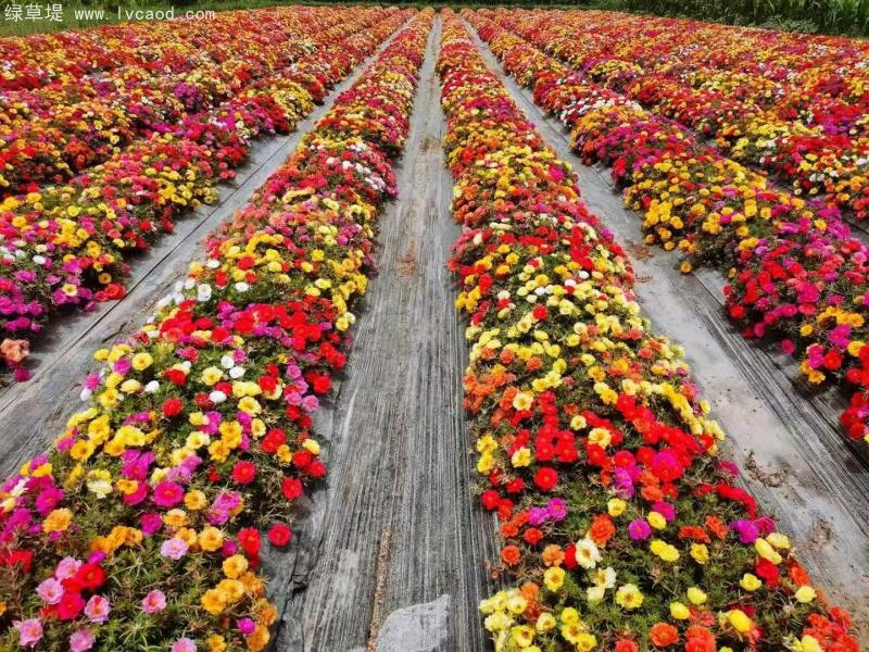 混色太陽(yáng)花 混色太陽(yáng)花