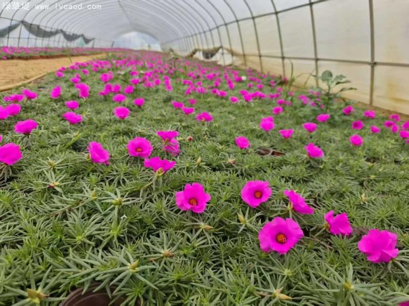 單色太陽(yáng)花 單色太陽(yáng)花