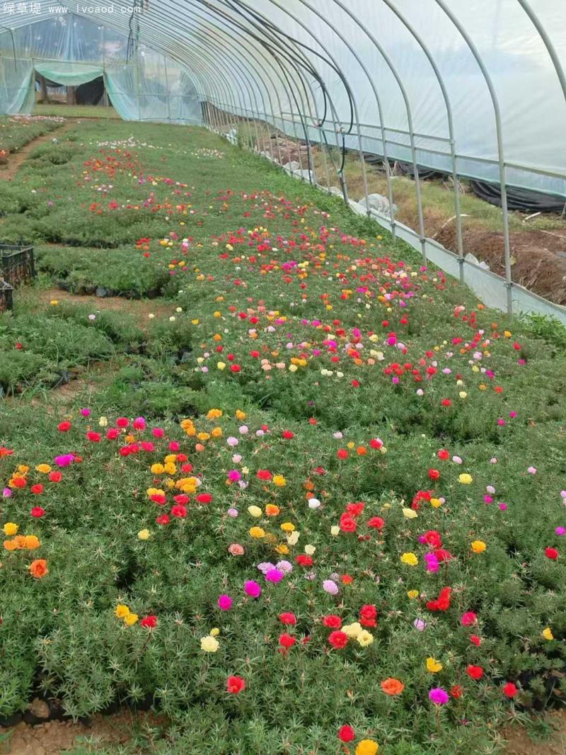 太陽(yáng)花盆栽 太陽(yáng)花盆栽