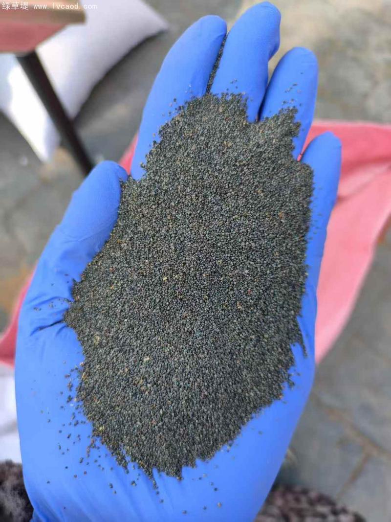 太陽(yáng)花種子 太陽(yáng)花種子