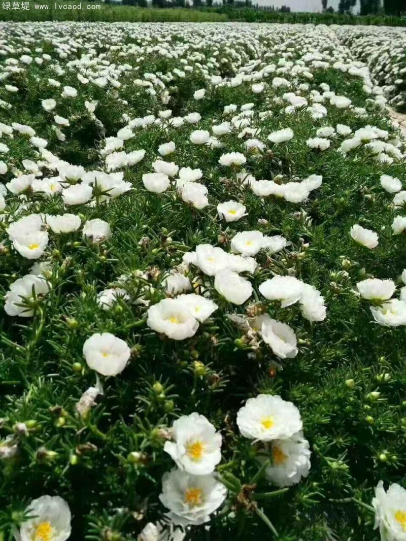 單色太陽(yáng)花 單色太陽(yáng)花