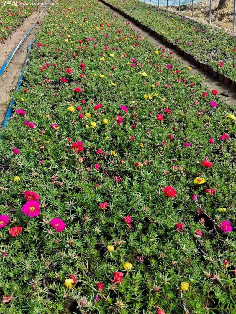 太陽(yáng)花盆栽 太陽(yáng)花盆栽