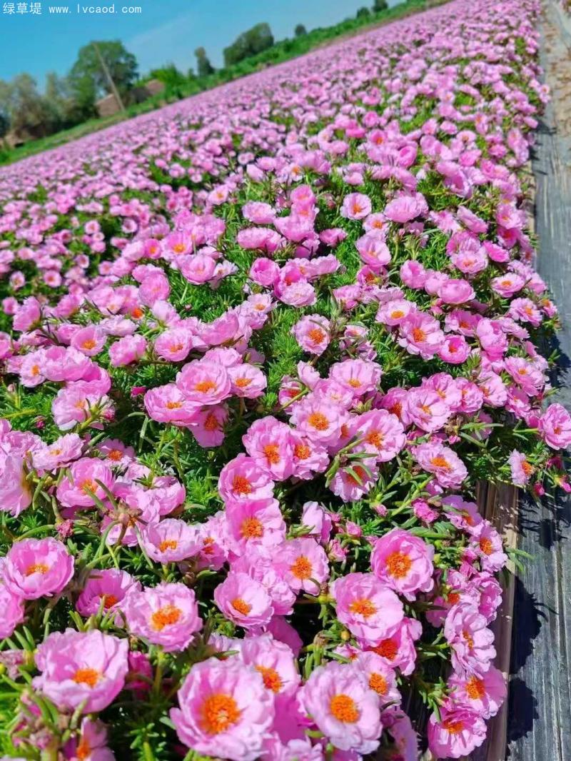 單色太陽(yáng)花 單色太陽(yáng)花