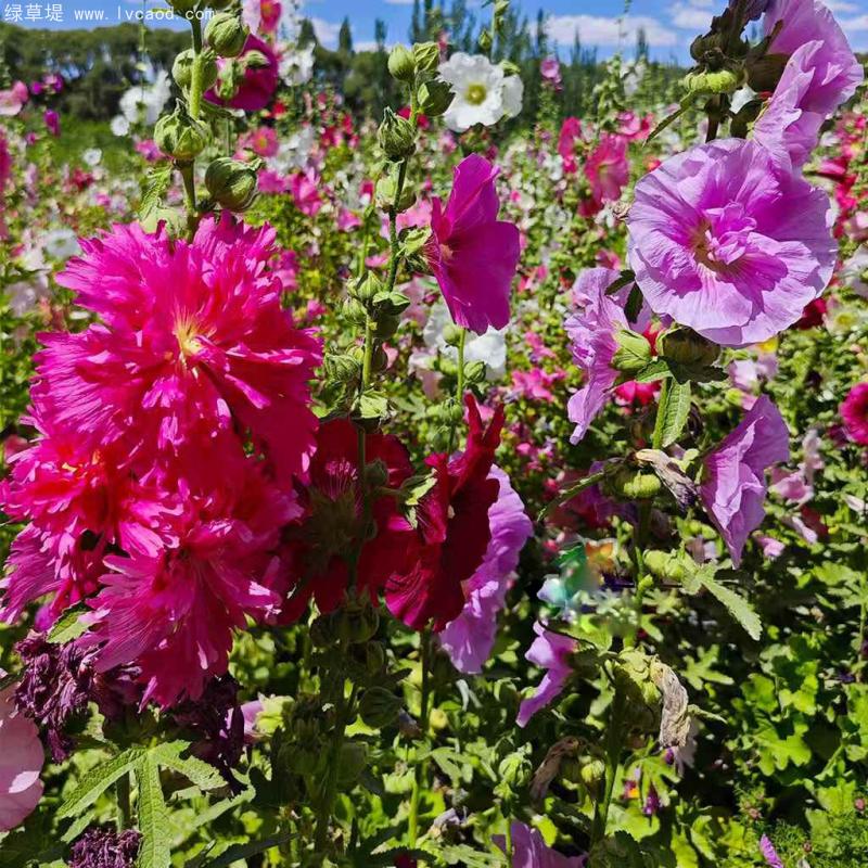 蜀葵花朵和葉子