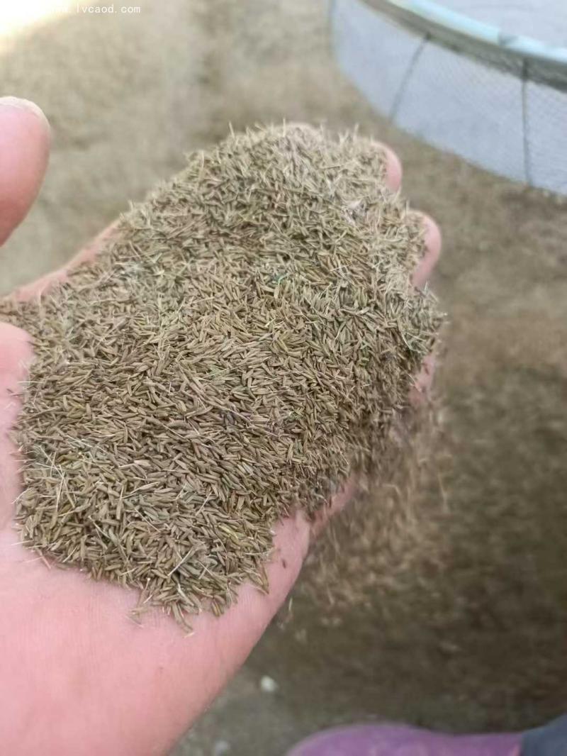 蒲公英種子 蒲公英種子