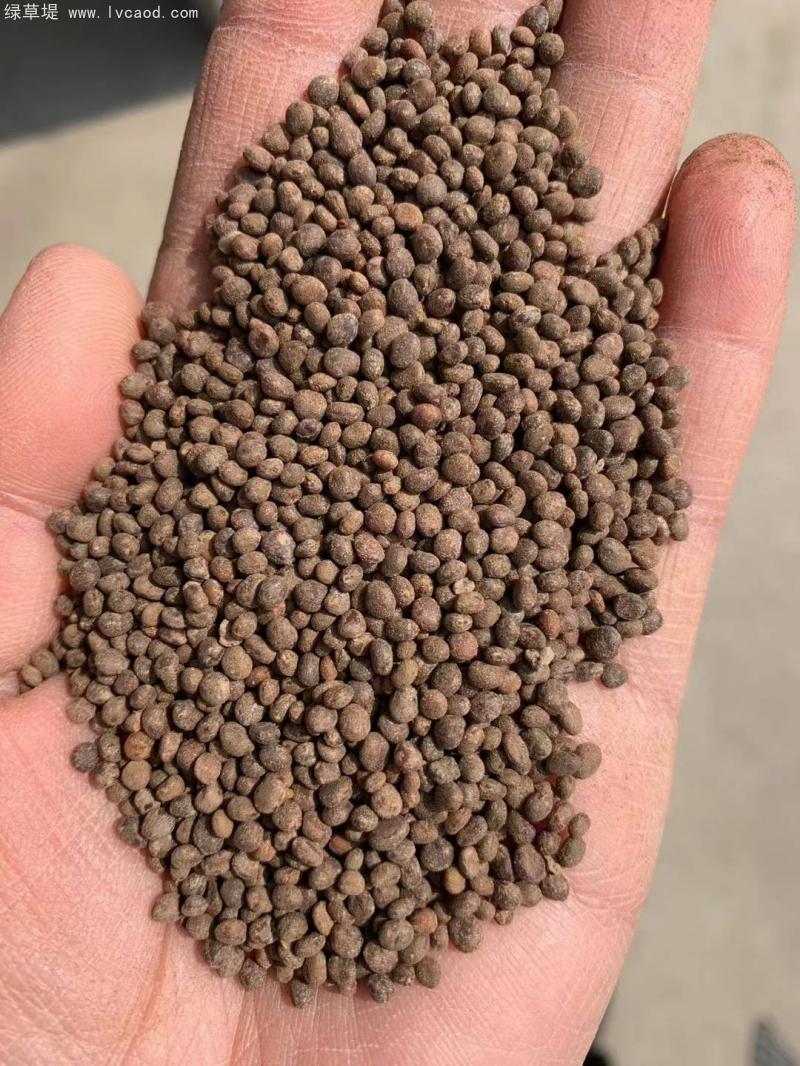 鳳仙花種子 鳳仙花種子